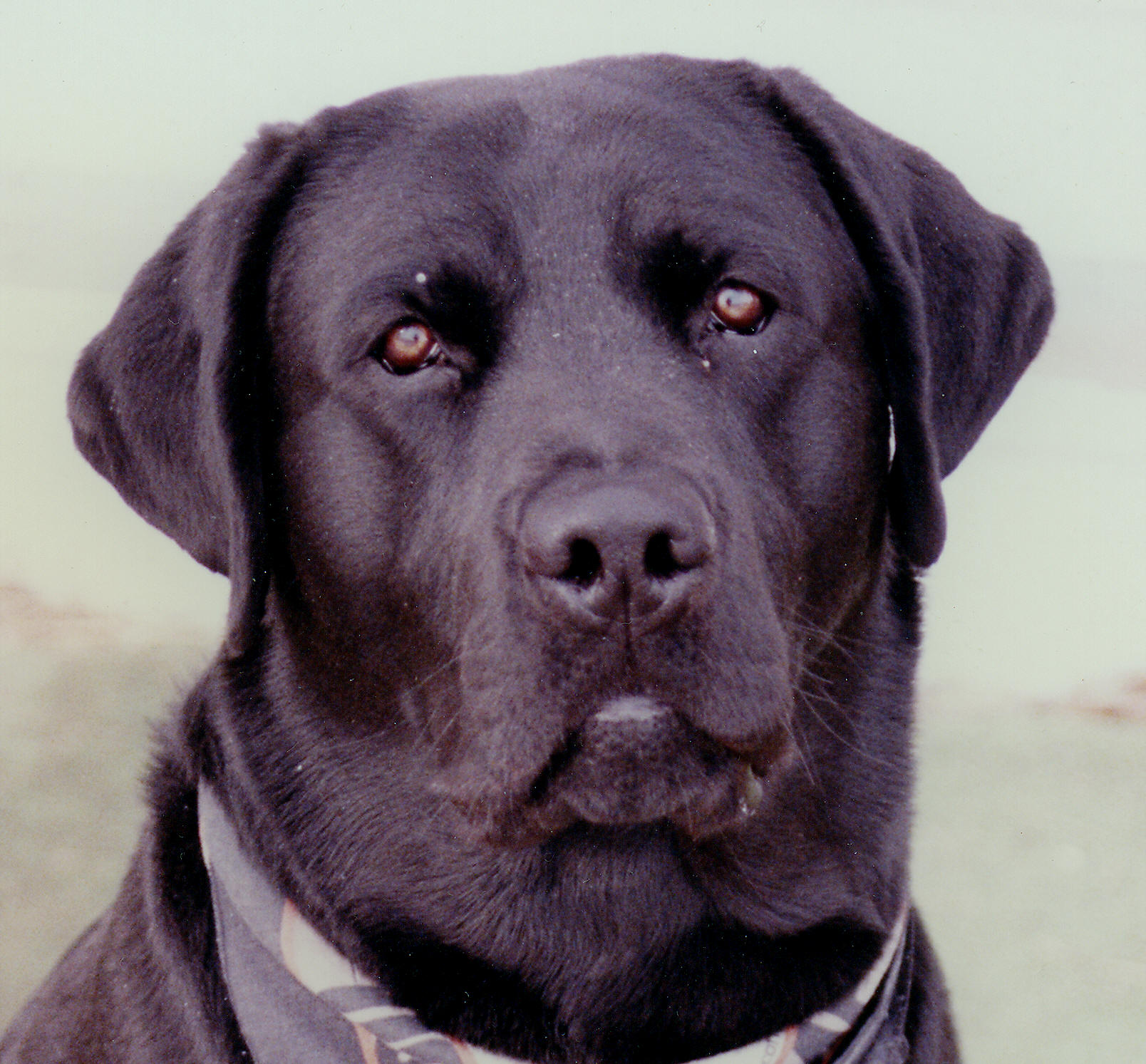 About Willowrose Labrador Retriever